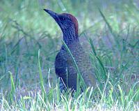 Green Woodpecker2